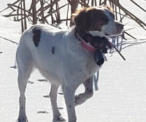 Main photo of Brittany Dog Breeder near HARTVILLE, OH, USA
