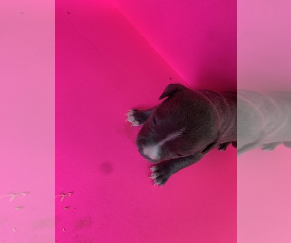 Medium Photo #27  Breeder Profile in ORANGE, NJ, USA