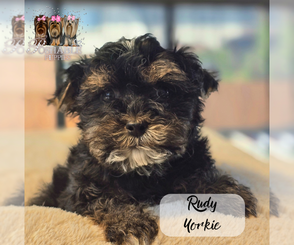 Medium Photo #13  Breeder Profile in ELMHURST, IL, USA