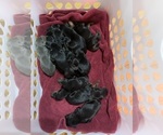 Small #9 Breeder Profile image