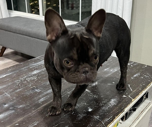 Medium Photo #4  Breeder Profile in BREA, CA, USA