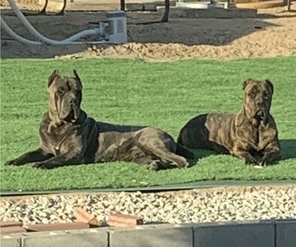 Medium Photo #1  Breeder Profile in APPLE VALLEY, CA, USA