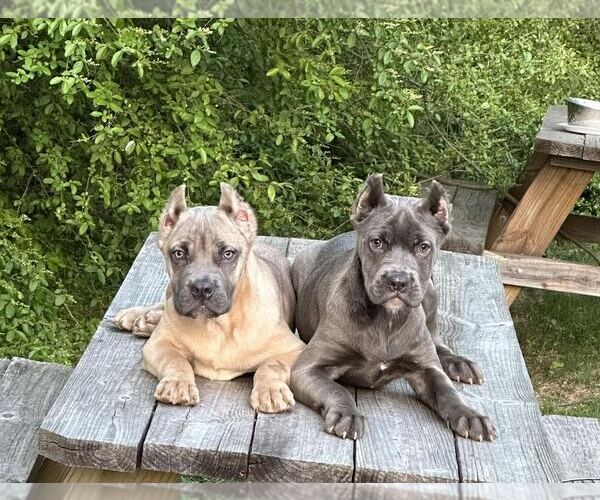 Medium Photo #2  Breeder Profile in MARIETTA, GA, USA