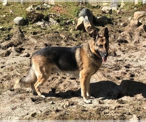 Main photo of German Shepherd Dog Dog Breeder near ROYALSTON, MA, USA