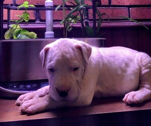 Dogo Argentino Dog Breeder near NEW RINGGOLD, PA, USA
