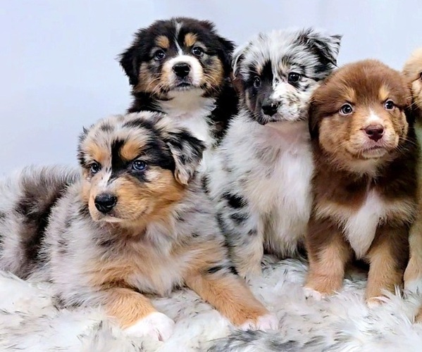 Medium Photo #1  Breeder Profile in WADDELL, AZ, USA