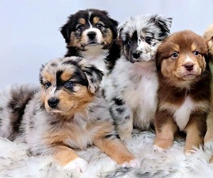 Australian Shepherd Dog Breeder in WADDELL,  USA