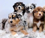 Small breeder photo