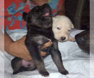 Main photo of German Shepherd Dog Dog Breeder near HOLLYWOOD, FL, USA