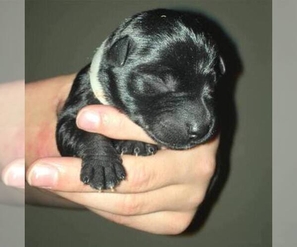 Medium Photo #1  Breeder Profile in FREDERICKSBURG, VA, USA