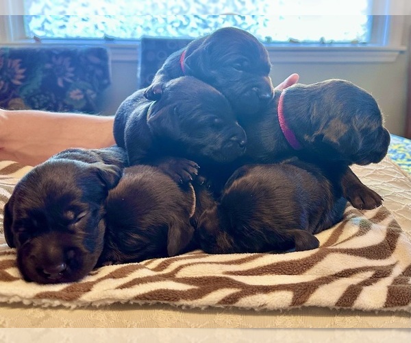 Medium Photo #34  Breeder Profile in LEXINGTON, SC, USA