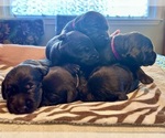 Small #33 Breeder Profile image