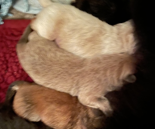 Medium Photo #1  Breeder Profile in TIPTONVILLE, TN, USA