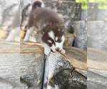 Small #54 Breeder Profile image