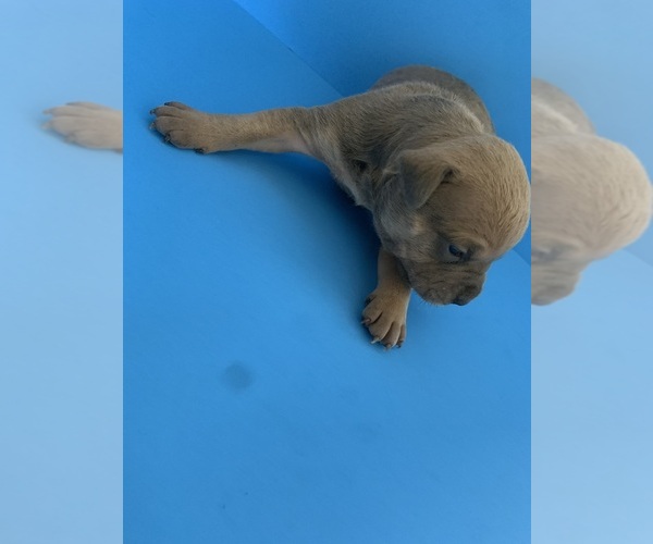 Medium Photo #29  Breeder Profile in ORANGE, NJ, USA