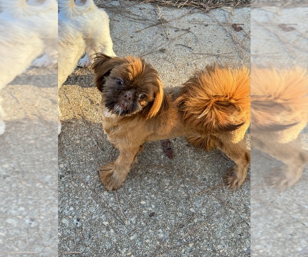 Medium Photo #9  Breeder Profile in COVINGTON, GA, USA