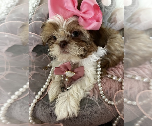 Medium Photo #2  Breeder Profile in HESPERIA, CA, USA