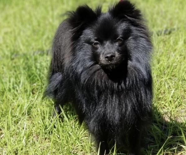 Medium Photo #1  Breeder Profile in LECANTO, FL, USA