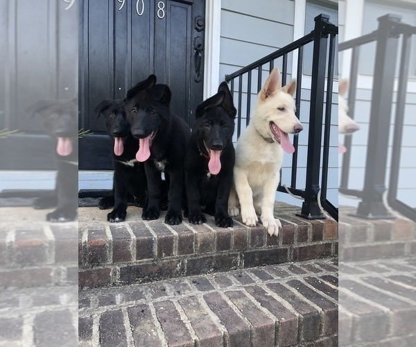 Medium Photo #1  Breeder Profile in GILBERT, SC, USA