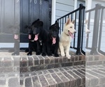 Small breeder photo