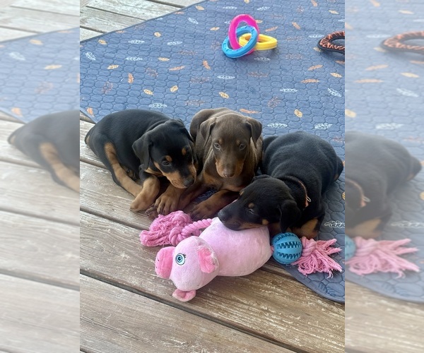 Medium Photo #7  Breeder Profile in HAW RIVER, NC, USA