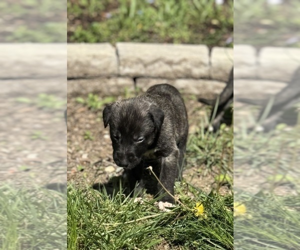 Medium Photo #18  Breeder Profile in HUSTONVILLE, KY, USA