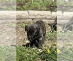 Small #17 Breeder Profile image