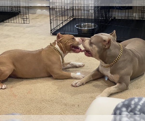 Medium Photo #1  Breeder Profile in RAEFORD, NC, USA