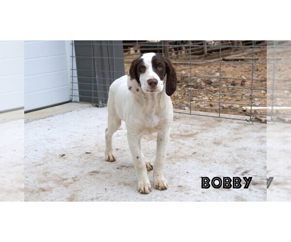 Medium Photo #16  Breeder Profile in CLARE, MI, USA