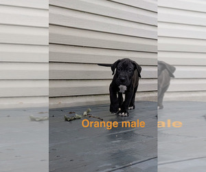 Great Dane Dog Breeder near WALNUT GROVE, MO, USA