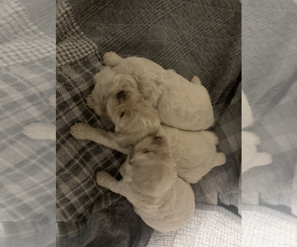 Medium Photo #1  Breeder Profile in CROSSVILLE, TN, USA