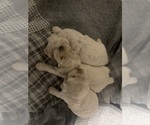 Small breeder photo