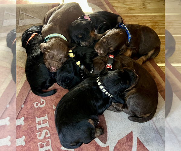 Medium Photo #1  Breeder Profile in CHERAW, SC, USA