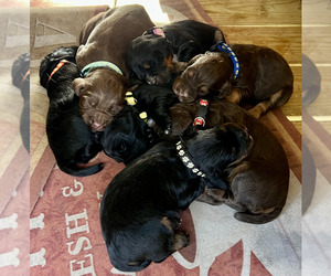 English Cocker Spaniel Dog Breeder near CHERAW, SC, USA