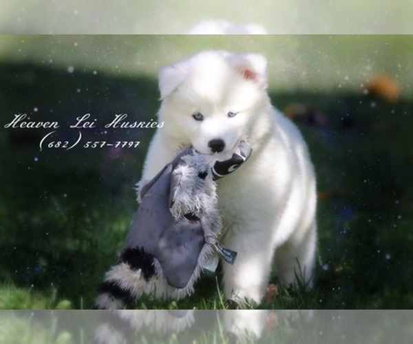 Medium Photo #1  Breeder Profile in GLEN ROSE, TX, USA