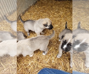 Main photo of Anatolian Shepherd Dog Breeder near LAURENS, SC, USA