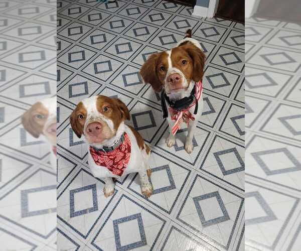 Medium Photo #145  Breeder Profile in HORTENSE, GA, USA