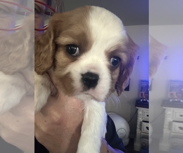 Medium Photo #11  Breeder Profile in WAXAHACHIE, TX, USA