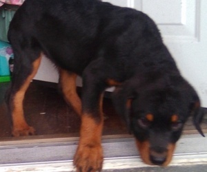 Medium Breeder Profile Photo