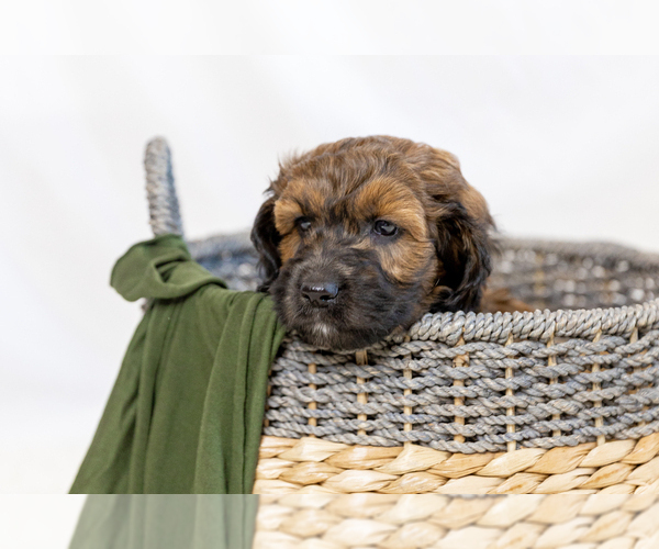 Medium Photo #24  Breeder Profile in WEST JORDAN, UT, USA