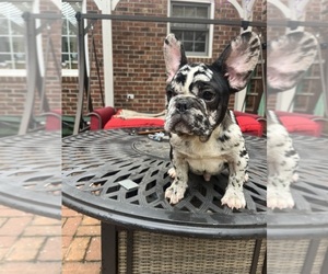 English Bulldog Dog Breeder near CLEVELAND, NC, USA