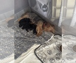 Small #6 Breeder Profile image