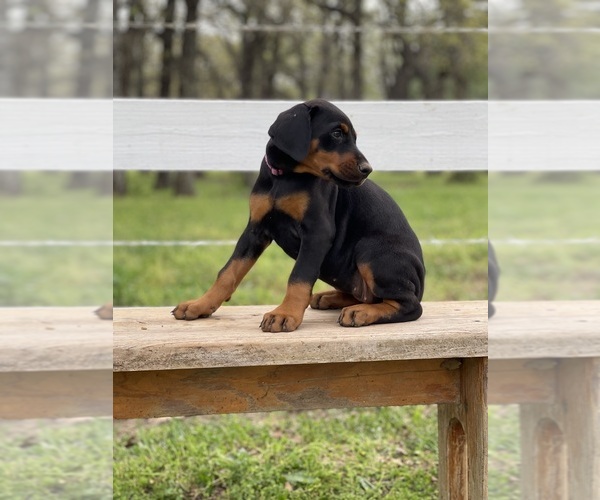 Medium Photo #11  Breeder Profile in BOYD, TX, USA