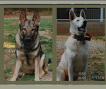 Small #13 Breeder Profile image