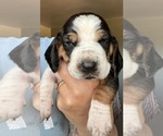 Small breeder photo