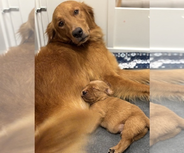 Medium Photo #10  Breeder Profile in SHINGLE SPRINGS, CA, USA