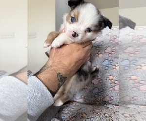 Miniature Australian Shepherd Dog Breeder near DAKOTA CITY, NE, USA