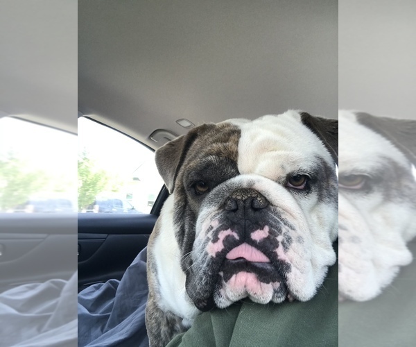 Medium Photo #1  Breeder Profile in GREERS FERRY, AR, USA