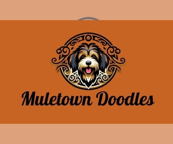 Medium Photo #2  Breeder Profile in COLUMBIA, TN, USA