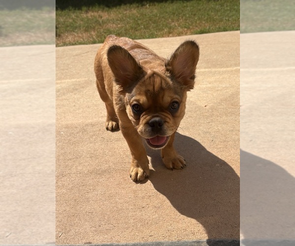 Medium Photo #8  Breeder Profile in LITHONIA, GA, USA